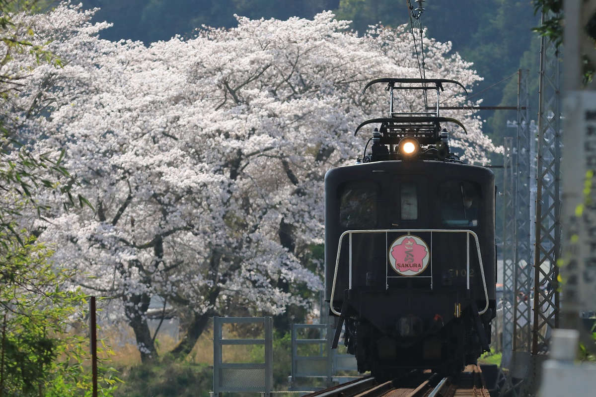 大井川鐵道「EL急行さくら13号」 : 家山川の桜